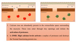 5. Calcium ions are abundantly present in the extracellular space surrounding
the myocyte. These ions enter through tiny openings and initiate the
activation of proteases.
6. In DMD, High calcium levels activate a surplus of proteases and destroys
the Normal functioning protein too.
 
