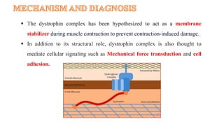  The dystrophin complex has been hypothesized to act as a membrane
stabilizer during muscle contraction to prevent contraction-induced damage.
 In addition to its structural role, dystrophin complex is also thought to
mediate cellular signaling such as Mechanical force transduction and cell
adhesion.
 