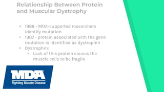 Muscular Dystrophy - A brief overview of the disease | PPTX