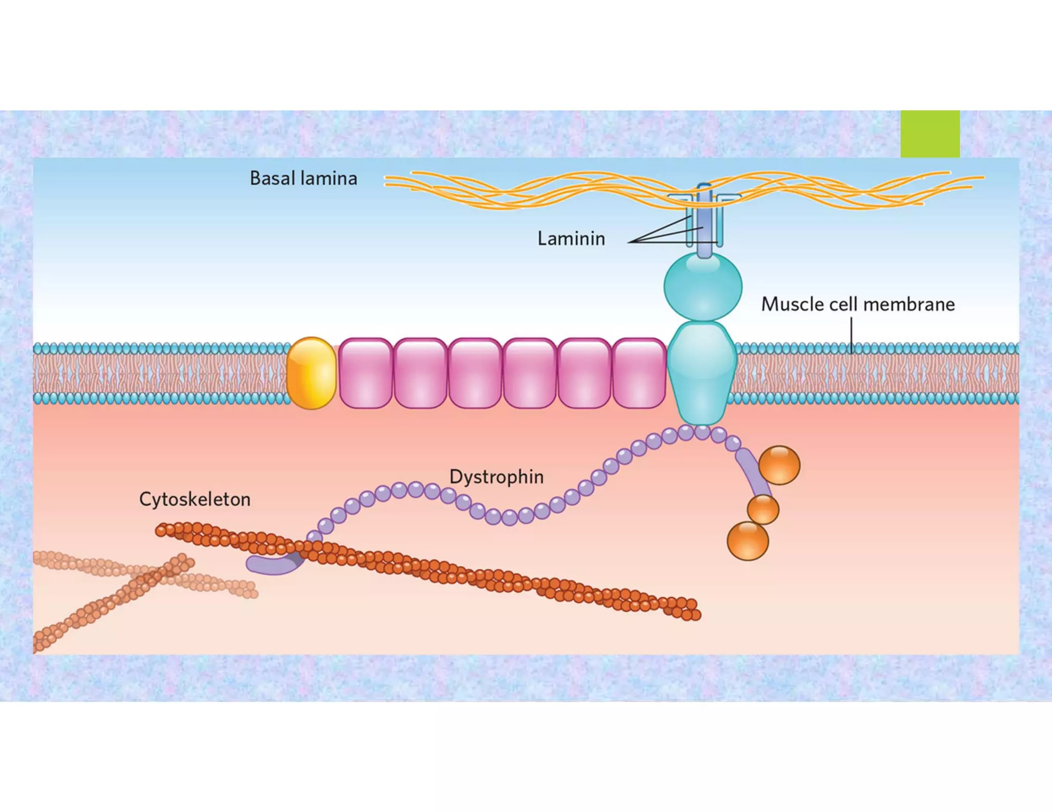 MUSCULAR DYSTROPHY PPT pdf | PDF