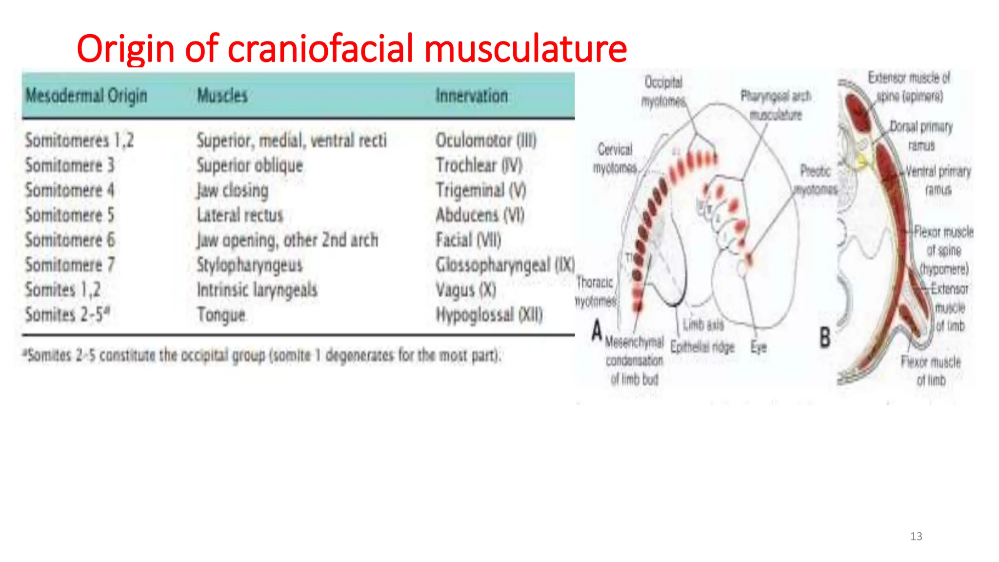 Muscular System Evolution Muscular system embryology for medical students | PPTX