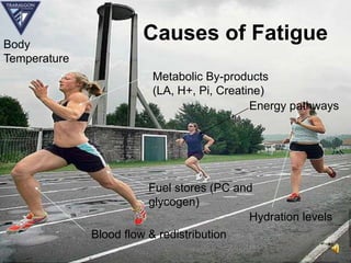Body
                       Causes of Fatigue
Temperature
                         Metabolic By-products
                         (LA, H+, Pi, Creatine)
                                            Energy pathways




                         Fuel stores (PC and
                         glycogen)
                                           Hydration levels
              Blood flow & redistribution
 