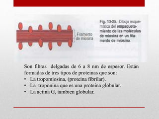 Son fibras delgadas de 6 a 8 nm de espesor. Están
formadas de tres tipos de proteinas que son:
• La tropomiosina, (proteina fibrilar).
• La troponina que es una proteina globular.
• La actina G, tambien globular.
 