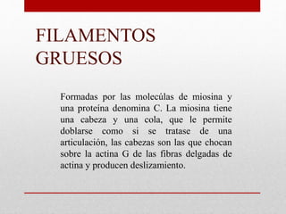 Formadas por las molecúlas de miosina y
una proteína denomina C. La miosina tiene
una cabeza y una cola, que le permite
doblarse como si se tratase de una
articulación, las cabezas son las que chocan
sobre la actina G de las fibras delgadas de
actina y producen deslizamiento.
FILAMENTOS
GRUESOS
 