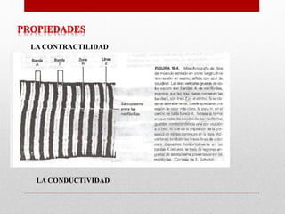 LA CONTRACTILIDAD
LA CONDUCTIVIDAD
 