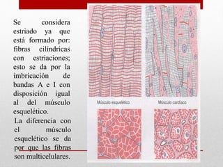 Se considera
estriado ya que
está formado por:
fibras cilíndricas
con estriaciones;
esto se da por la
imbricación de
bandas A e I con
disposición igual
al del músculo
esquelético.
La diferencia con
el músculo
esquelético se da
por que las fibras
son multicelulares.
 