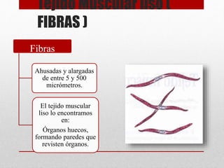 Fibras
Ahusadas y alargadas
de entre 5 y 500
micrómetros.
El tejido muscular
liso lo encontramos
en:
Órganos huecos,
formando paredes que
revisten órganos.
Tejido Muscular liso (
FIBRAS )
 