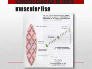 Contracción de la fibra
muscular lisa
 