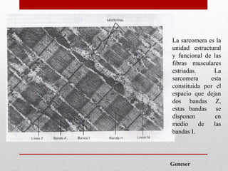 Geneser
La sarcomera es la
unidad estructural
y funcional de las
fibras musculares
estriadas. La
sarcomera esta
constituida por el
espacio que dejan
dos bandas Z,
estas bandas se
disponen en
medio de las
bandas I.
 