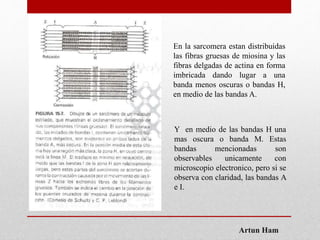 Artun Ham
En la sarcomera estan distribuidas
las fibras gruesas de miosina y las
fibras delgadas de actina en forma
imbricada dando lugar a una
banda menos oscuras o bandas H,
en medio de las bandas A.
Y en medio de las bandas H una
mas oscura o banda M. Estas
bandas mencionadas son
observables unicamente con
microscopio electronico, pero si se
observa con claridad, las bandas A
e I.
 