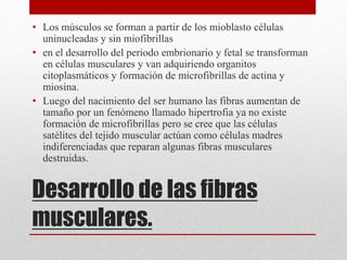 Desarrollo de las fibras
musculares.
• Los músculos se forman a partir de los mioblasto células
uninucleadas y sin miofibrillas
• en el desarrollo del periodo embrionario y fetal se transforman
en células musculares y van adquiriendo organitos
citoplasmáticos y formación de microfibrillas de actina y
miosina.
• Luego del nacimiento del ser humano las fibras aumentan de
tamaño por un fenómeno llamado hipertrofia ya no existe
formación de microfibrillas pero se cree que las células
satélites del tejido muscular actúan como células madres
indiferenciadas que reparan algunas fibras musculares
destruidas.
 