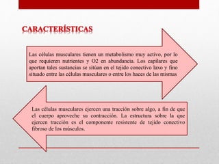Las células musculares tienen un metabolismo muy activo, por lo
que requieren nutrientes y O2 en abundancia. Los capilares que
aportan tales sustancias se sitúan en el tejido conectivo laxo y fino
situado entre las células musculares o entre los haces de las mismas
Las células musculares ejercen una tracción sobre algo, a fin de que
el cuerpo aproveche su contracción. La estructura sobre la que
ejercen tracción es el componente resistente de tejido conectivo
fibroso de los músculos.
 