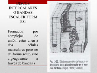 DISCOS
INTERCALARES
O BANDAS
ESCALERIFORM
ES:
Formados por
complejos de
unión; estas unen a
dos células
musculares pero no
de forma recto sino
zigzagueante a
través de bandas z
 