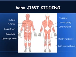 haha JUST KIDDING

                                    Trapezius
       Deltoids
                                    Triceps (back)
      Pectorals
                                    Latisimus Dorsi
  Biceps (front)

    Abdominals

Quadriceps (front)                 Hamstrings (back)



                                   Gastrocnemius (back)
 