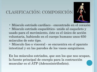 CLASIFICACIÓN: COMPOSICIÓN
• Músculo estriado cardíaco - encontrado en el corazón 
• Músculo estriado esquelético- unido al esqueleto y
usado para el movimiento, éste es el único de acción
voluntaria, habiendo en el cuerpo humano unos 650
músculos de este tipo. 
• Músculo liso o visceral - se encuentra en el aparato
intestinal y en las paredes de los vasos sanguíneos. 
En los músculos estriados, que son los que nos ocupan,
la fuente principal de energía para la contracción
muscular es el ATP (Adenosintrifosfato). 
 