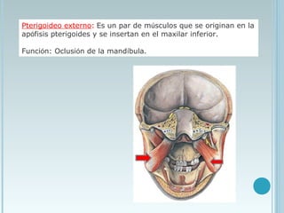 Pterigoideo externo: Es un par de músculos que se originan en la
apófisis pterigoides y se insertan en el maxilar inferior.
Función: Oclusión de la mandíbula. 
 