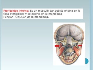 Pterigoideo interno: Es un músculo par que se origina en la
fosa pterigoidea y se inserta en la mandíbula
Función: Oclusión de la mandíbula. 
 