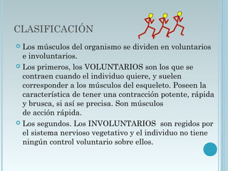 CLASIFICACIÓN
 Los músculos del organismo se dividen en voluntarios
e involuntarios.
 Los primeros, los VOLUNTARIOS son los que se
contraen cuando el individuo quiere, y suelen
corresponder a los músculos del esqueleto. Poseen la
característica de tener una contracción potente, rápida
y brusca, si así se precisa. Son músculos
de acción rápida.
 Los segundos. Los INVOLUNTARIOS son regidos por
el sistema nervioso vegetativo y el individuo no tiene
ningún control voluntario sobre ellos.
 