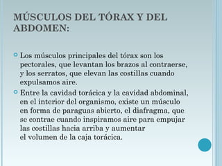 MÚSCULOS DEL TÓRAX Y DEL
ABDOMEN:
 Los músculos principales del tórax son los
pectorales, que levantan los brazos al contraerse,
y los serratos, que elevan las costillas cuando
expulsamos aire.
 Entre la cavidad torácica y la cavidad abdominal,
en el interior del organismo, existe un músculo
en forma de paraguas abierto, el diafragma, que
se contrae cuando inspiramos aire para empujar
las costillas hacia arriba y aumentar
el volumen de la caja torácica.
 