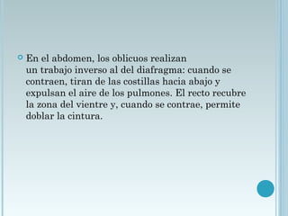  En el abdomen, los oblicuos realizan
un trabajo inverso al del diafragma: cuando se
contraen, tiran de las costillas hacia abajo y
expulsan el aire de los pulmones. El recto recubre
la zona del vientre y, cuando se contrae, permite
doblar la cintura.
 