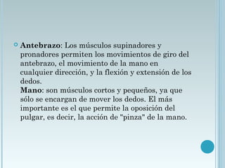 Antebrazo: Los músculos supinadores y
pronadores permiten los movimientos de giro del
antebrazo, el movimiento de la mano en
cualquier dirección, y la flexión y extensión de los
dedos.
Mano: son músculos cortos y pequeños, ya que
sólo se encargan de mover los dedos. El más
importante es el que permite la oposición del
pulgar, es decir, la acción de "pinza" de la mano.
 