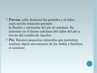  Pierna: cabe destacar los gemelos y el sóleo,
cuya acción conjunta permite
la flexión y extensión del pie al caminar. Se
insertan en el hueso calcáneo del talón del pie a
través del tendón de Aquiles.
 Pie: Existen pequeños músculos que permiten
realizar algún movimiento de los dedos y facilitan
el caminar.
 