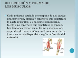  
DESCRIPCIÓN Y FORMA DE
LOS MÚSCULOS:
 Cada músculo estriado se compone de dos partes:
una parte roja, blanda y contráctil que constituye
la parte muscular, y una parte blanquecina,
fuerte y no contráctil que constituye el tendón.
Los tendones varían en su forma y disposición,
dependiendo de su unión a las fibras musculares
(que a su vez se dispondrán según la función del
músculo).
 