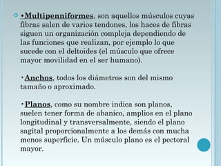  •Multipenniformes, son aquellos músculos cuyas
fibras salen de varios tendones, los haces de fibras
siguen un organización compleja dependiendo de
las funciones que realizan, por ejemplo lo que
sucede con el deltoides (el músculo que ofrece
mayor movilidad en el ser humano). 
•Anchos, todos los diámetros son del mismo
tamaño o aproximado. 
•Planos, como su nombre indica son planos,
suelen tener forma de abanico, amplios en el plano
longitudinal y transversalmente, siendo el plano
sagital proporcionalmente a los demás con mucha
menos superficie. Un músculo plano es el pectoral
mayor. 
 