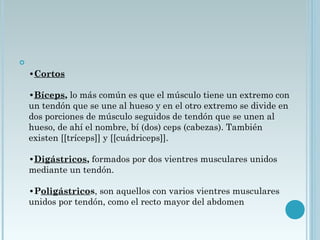 
•Cortos 
•Bíceps, lo más común es que el músculo tiene un extremo con
un tendón que se une al hueso y en el otro extremo se divide en
dos porciones de músculo seguidos de tendón que se unen al
hueso, de ahí el nombre, bí (dos) ceps (cabezas). También
existen [[tríceps]] y [[cuádriceps]]. 
•Digástricos, formados por dos vientres musculares unidos
mediante un tendón. 
•Poligástricos, son aquellos con varios vientres musculares
unidos por tendón, como el recto mayor del abdomen 
 