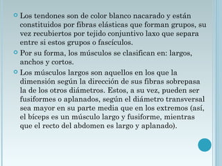  Los tendones son de color blanco nacarado y están
constituidos por fibras elásticas que forman grupos, su
vez recubiertos por tejido conjuntivo laxo que separa
entre si estos grupos o fascículos.
 Por su forma, los músculos se clasifican en: largos,
anchos y cortos.
 Los músculos largos son aquellos en los que la
dimensión según la dirección de sus fibras sobrepasa
la de los otros diámetros. Estos, a su vez, pueden ser
fusiformes o aplanados, según el diámetro transversal
sea mayor en su parte media que en los extremos (así,
el bíceps es un músculo largo y fusiforme, mientras
que el recto del abdomen es largo y aplanado).
 