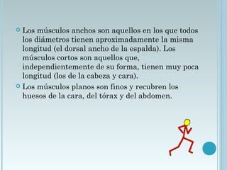  Los músculos anchos son aquellos en los que todos
los diámetros tienen aproximadamente la misma
longitud (el dorsal ancho de la espalda). Los
músculos cortos son aquellos que,
independientemente de su forma, tienen muy poca
longitud (los de la cabeza y cara).
 Los músculos planos son finos y recubren los
huesos de la cara, del tórax y del abdomen. 
 