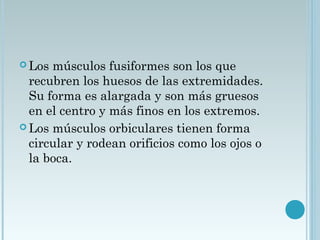  Los músculos fusiformes son los que
recubren los huesos de las extremidades.
Su forma es alargada y son más gruesos
en el centro y más finos en los extremos. 
 Los músculos orbiculares tienen forma
circular y rodean orificios como los ojos o
la boca. 
 
