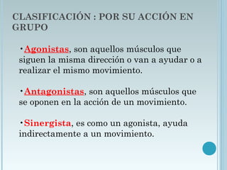 CLASIFICACIÓN : POR SU ACCIÓN EN
GRUPO
•Agonistas, son aquellos músculos que
siguen la misma dirección o van a ayudar o a
realizar el mismo movimiento. 
•Antagonistas, son aquellos músculos que
se oponen en la acción de un movimiento. 
•Sinergista, es como un agonista, ayuda
indirectamente a un movimiento. 
 