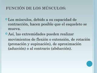 FUNCIÓN DE LOS MÚSCULOS:
 Los músculos, debido a su capacidad de
contracción, hacen posible que el esqueleto se
mueva.
 Así, las extremidades pueden realizar
movimientos de flexión o extensión, de rotación
(pronación y supinación), de aproximación
(aducción) o al contrario (abducción).
 
