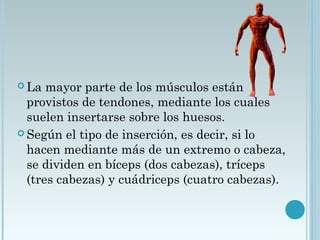  La mayor parte de los músculos están
provistos de tendones, mediante los cuales
suelen insertarse sobre los huesos.
 Según el tipo de inserción, es decir, si lo
hacen mediante más de un extremo o cabeza,
se dividen en bíceps (dos cabezas), tríceps
(tres cabezas) y cuádriceps (cuatro cabezas).
 