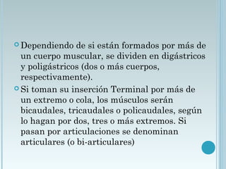  Dependiendo de si están formados por más de
un cuerpo muscular, se dividen en digástricos
y poligástricos (dos o más cuerpos,
respectivamente).
 Si toman su inserción Terminal por más de
un extremo o cola, los músculos serán
bicaudales, tricaudales o policaudales, según
lo hagan por dos, tres o más extremos. Si
pasan por articulaciones se denominan
articulares (o bi-articulares)
 