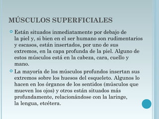 MÚSCULOS SUPERFICIALES
 Están situados inmediatamente por debajo de
la piel y, si bien en el ser humano son rudimentarios
y escasos, están insertados, por uno de sus
extremos, en la capa profunda de la piel. Alguno de
estos músculos está en la cabeza, cara, cuello y
mano.
 La mayoría de los músculos profundos insertan sus
extremos sobre los huesos del esqueleto. Algunos lo
hacen en los órganos de los sentidos (músculos que
mueven los ojos) y otros están situados más
profundamente, relacionándose con la laringe,
la lengua, etcétera.    
 