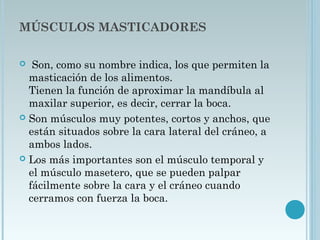 MÚSCULOS MASTICADORES  
  Son, como su nombre indica, los que permiten la
masticación de los alimentos.
Tienen la función de aproximar la mandíbula al
maxilar superior, es decir, cerrar la boca.
 Son músculos muy potentes, cortos y anchos, que
están situados sobre la cara lateral del cráneo, a
ambos lados.
 Los más importantes son el músculo temporal y
el músculo masetero, que se pueden palpar
fácilmente sobre la cara y el cráneo cuando
cerramos con fuerza la boca.
 
