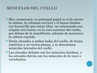 MÚSCULOS DEL CUELLO
 Muy numerosos, su principal papel es el de mover
la cabeza, la columna cervical y el hueso hioides
(un huesecillo que existe libre, no relacionado con
ningún otro hueso, en la cara anterior del cuello,
por debajo de la mandíbula), además de mantener
la cabeza erguida.
 Están situados a ambos lados del cuello, de forma
simétrica y en varios pianos, y se denominan
músculos laterales del cuello.
 Los situados delante son los músculos hioideos, y
los situados detrás son los músculos de la nuca o
vertebrales.
 