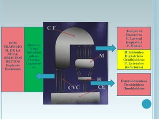 Temporal
Maseteros
P. Lateral
(superior)
P. Medial
Milohioideo
Digástricos
Genihioideos
P. Laterales
(inferiores)
Esternohioideos
Tirohioideos
Omohioideos
ECM
TRAPECIO
M. DE LA
NUCA:
OBLICUOS
RECTOS
Esplenio
Escalenos
Musculo
largo
Infrahioi
odeos
Fascias.
Ligament
os
 