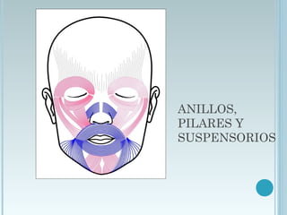 ANILLOS,
PILARES Y
SUSPENSORIOS
 