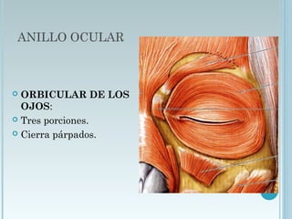 ANILLO OCULAR
 ORBICULAR DE LOS
OJOS:
 Tres porciones.
 Cierra párpados.
 