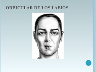 ORBICULAR DE LOS LABIOS
 