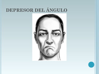 DEPRESOR DEL ÁNGULO
 