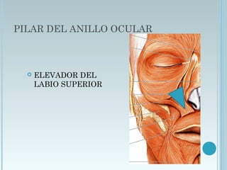 PILAR DEL ANILLO OCULAR
 ELEVADOR DEL
LABIO SUPERIOR
 