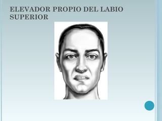 ELEVADOR PROPIO DEL LABIO
SUPERIOR
 