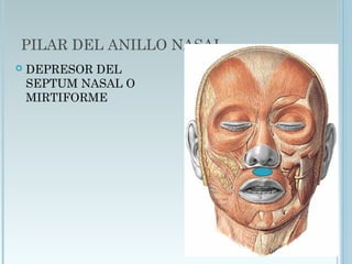 PILAR DEL ANILLO NASAL
 DEPRESOR DEL
SEPTUM NASAL O
MIRTIFORME
 