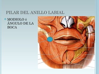 PILAR DEL ANILLO LABIAL
 MODIOLO ó
ÁNGULO DE LA
BOCA
 