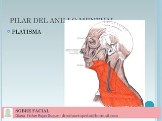 PILAR DEL ANILLO MENTUAL
 PLATISMA
 