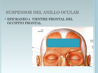 SUSPENSOR DEL ANILLO OCULAR
 EPICRANEO ó VIENTRE FRONTAL DEL
OCCIPITO FRONTAL
 